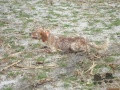 Setter Anglais COGA DEL VENERIA Setter Anglais COGA DEL VENERIA